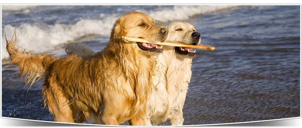 Two dogs sharing a stick at the beach