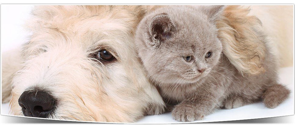 A dog and kitten laying together