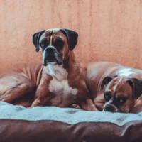 Two fawn and white Boxer dogs lie on a soft brown bed against a textured orange wall.