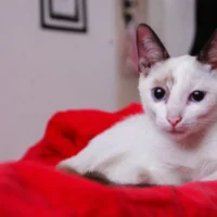 A white and cream-colored cat with deep blue eyes and pointed ears is resting on a bright red blanket.