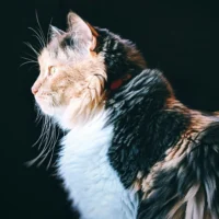 A calico cat looking to the left against a dark background.
