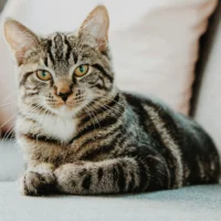 A brown and black striped tabby cat with green-gold eyes is sitting on a gray couch.
