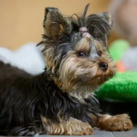 A Yorkshire Terrier with its hair in a small ponytail is lying down on a light-colored floor.