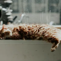 A fluffy orange cat is stretched out on a bright windowsill.