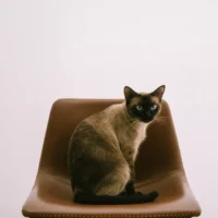 A sits on a brown leather chair.