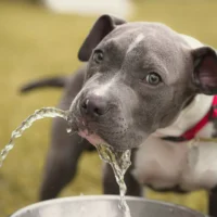 An American Pit Bull Terrier puppy drinks from a water fountain.