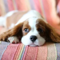 A small Cavalier King Charles Spaniel puppy with brown and white fur lies on a striped pink and orange blanket.