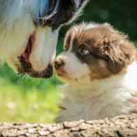 A brown and white puppy looks up at a black and white adult dog in a close-up outdoor shot.