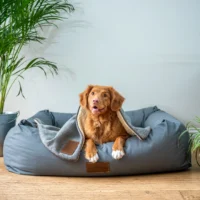 A dog lies on a large gray dog bed, covered partially by a blanket, with a houseplant nearby.