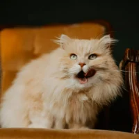 A very fluffy, light orange cat sits in a vintage chair and licks its lips with its mouth open.