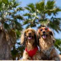 Two long-haired brown dogs wearing sunglasses and brightly colored shirts sit outdoors under palm trees.