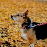 A small brown, black, and white dog with a leash stands among bright yellow fallen leaves.