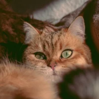 A close-up of a fluffy orange cat with green eyes and a striped face.