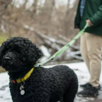 A black dog with a yellow collar is on a leash, standing on a snowy path with a person.