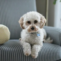 A small white, curly-haired dog with tan ears sits on a striped blue and white armchair.