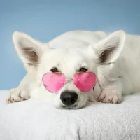 A white dog wearing pink heart-shaped sunglasses is lying down on a white blanket against a blue background.