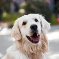 A Golden Retriever dog with a wet muzzle looks directly at the camera with its mouth open.