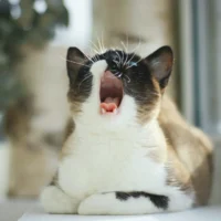 A cat is sitting on a windowsill and yawning widely.