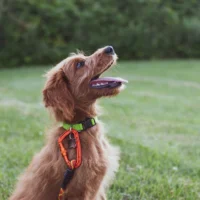 A dog with a green collar and orange carabiner is sitting in the grass.