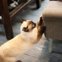 A cat with dark points is standing on its hind legs and scratching the arm of a brown upholstered chair.